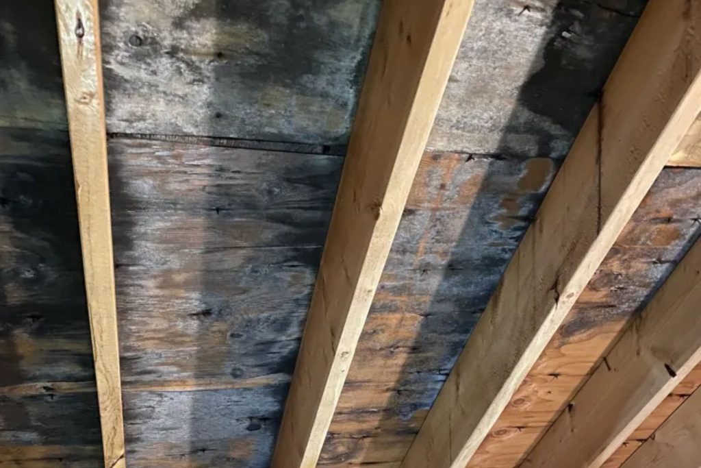 Wooden-beamed ceiling with wood siding, illustrating an attic area associated with mold removal services in San Francisco, CA.