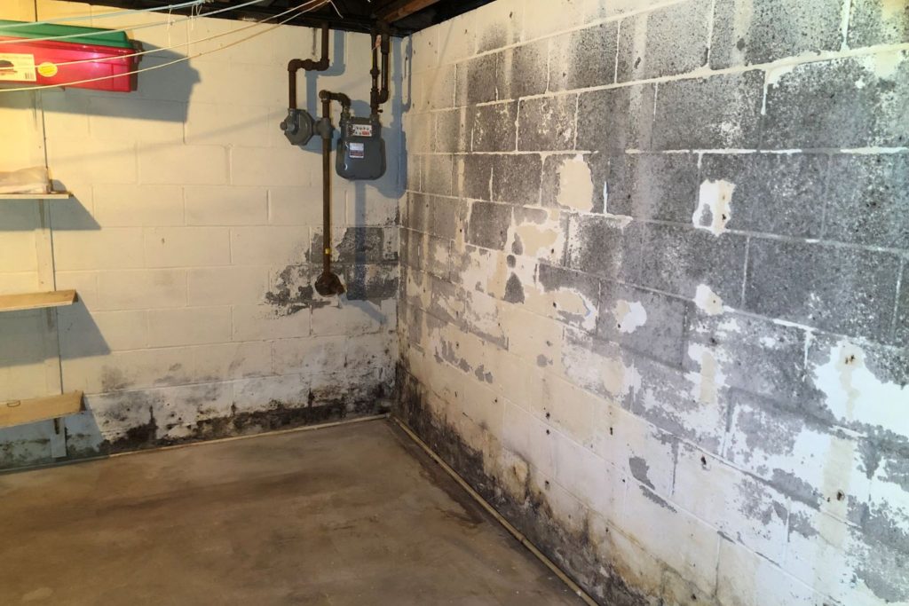 Professionals conducting mold removal in a San Francisco basement, highlighting the process of cleaning and restoration.