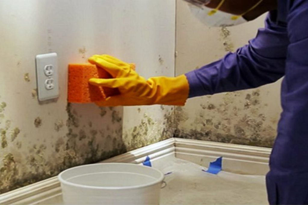 A person in a purple shirt and gloves cleans moldy walls as part of a wall mold removal service in San Francisco, CA.