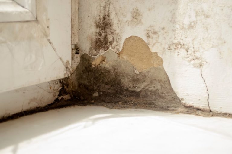 Mold Spores: A Hidden Home Invader (Beyond Humidity Control)