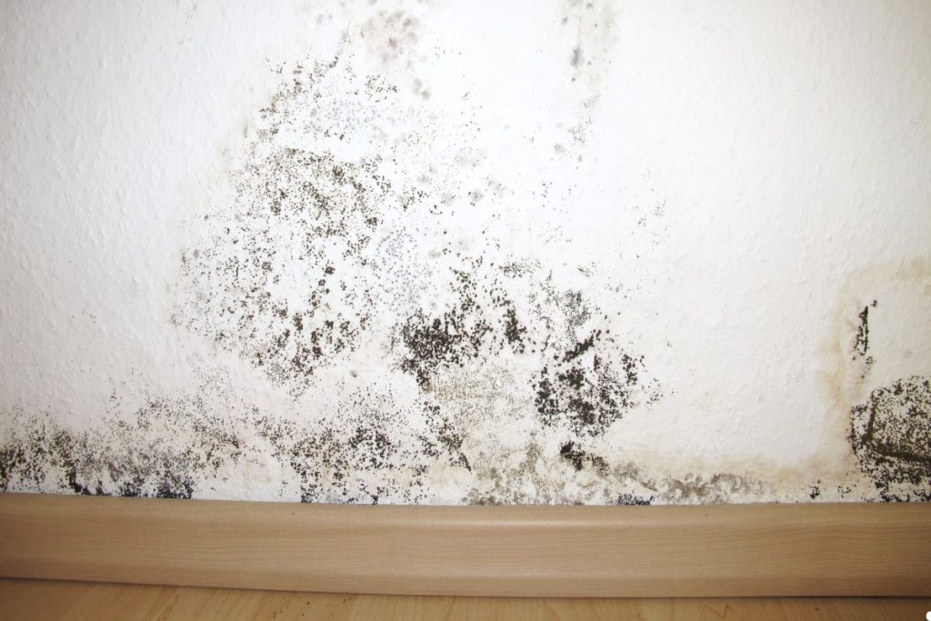 Mold growth stains on a white wall, featuring dark patches near the baseboard with signs of water damage.