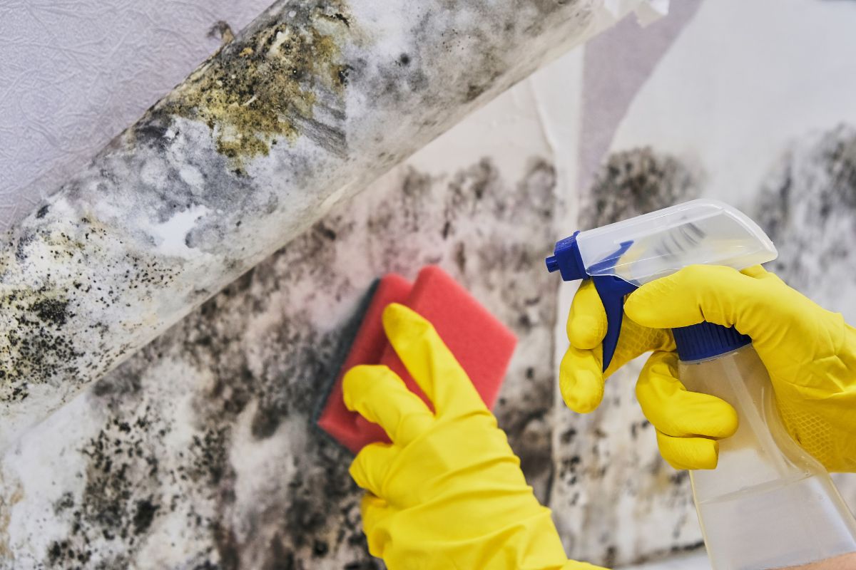  A person wearing yellow gloves scrubs mold from a wall, demonstrating effective cleaning techniques. 